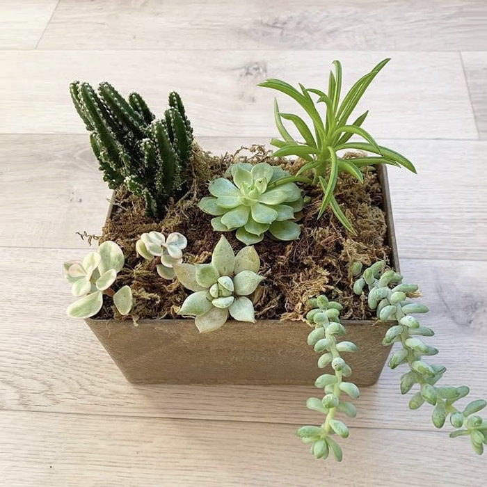 多肉植物（インテリアトレイ）｜整理用品、小物入れ｜インテリア雑貨