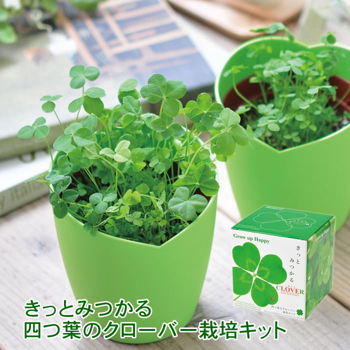即出荷 栽培セット 栽培キット 室内 花 植物 園芸 ガーデニング 家庭菜園 おしゃれ 子供 | 