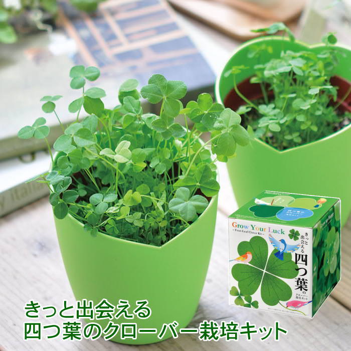 きっと出会える 四つ葉のクローバー 栽培セット キット 室内 花 植物