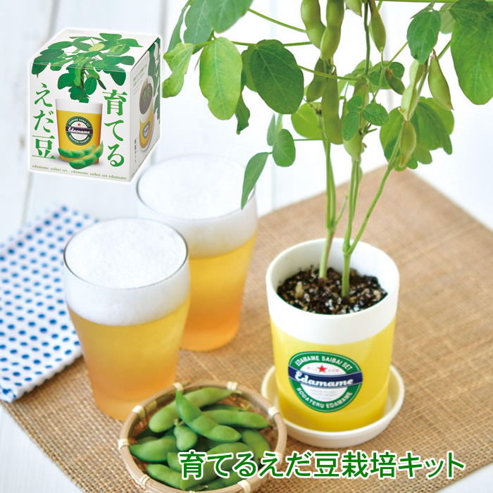 即出荷 育てるえだ豆栽培キット 栽培セット 栽培キット 室内 野菜 枝豆 園芸 | 