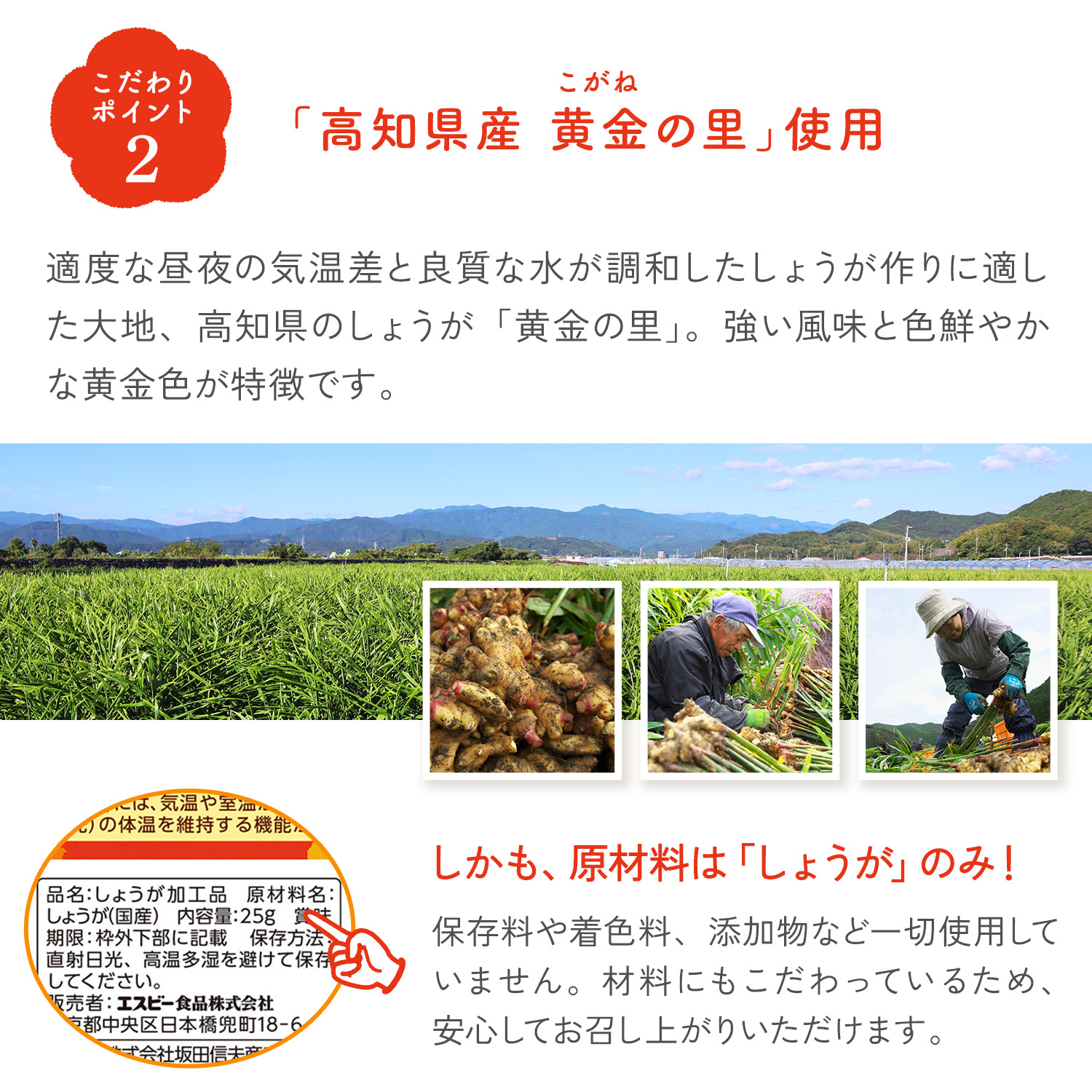 蒸し生姜パウダー