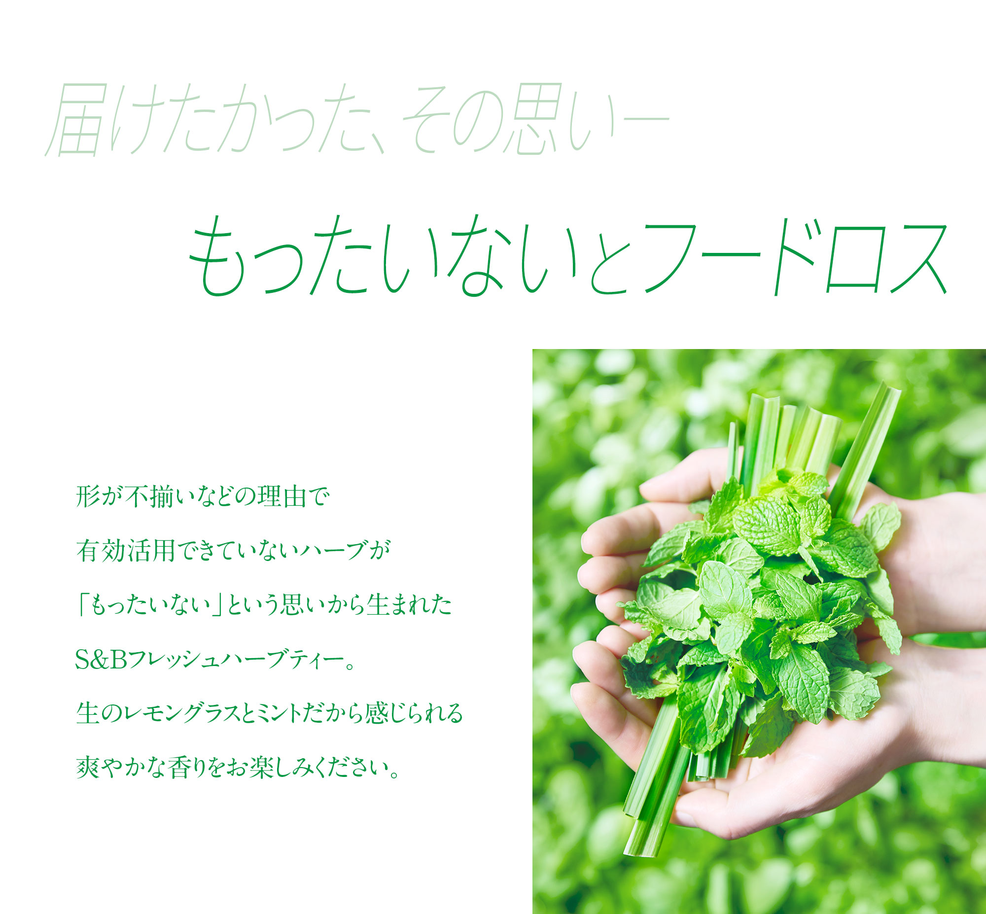 フレッシュハーブティー
