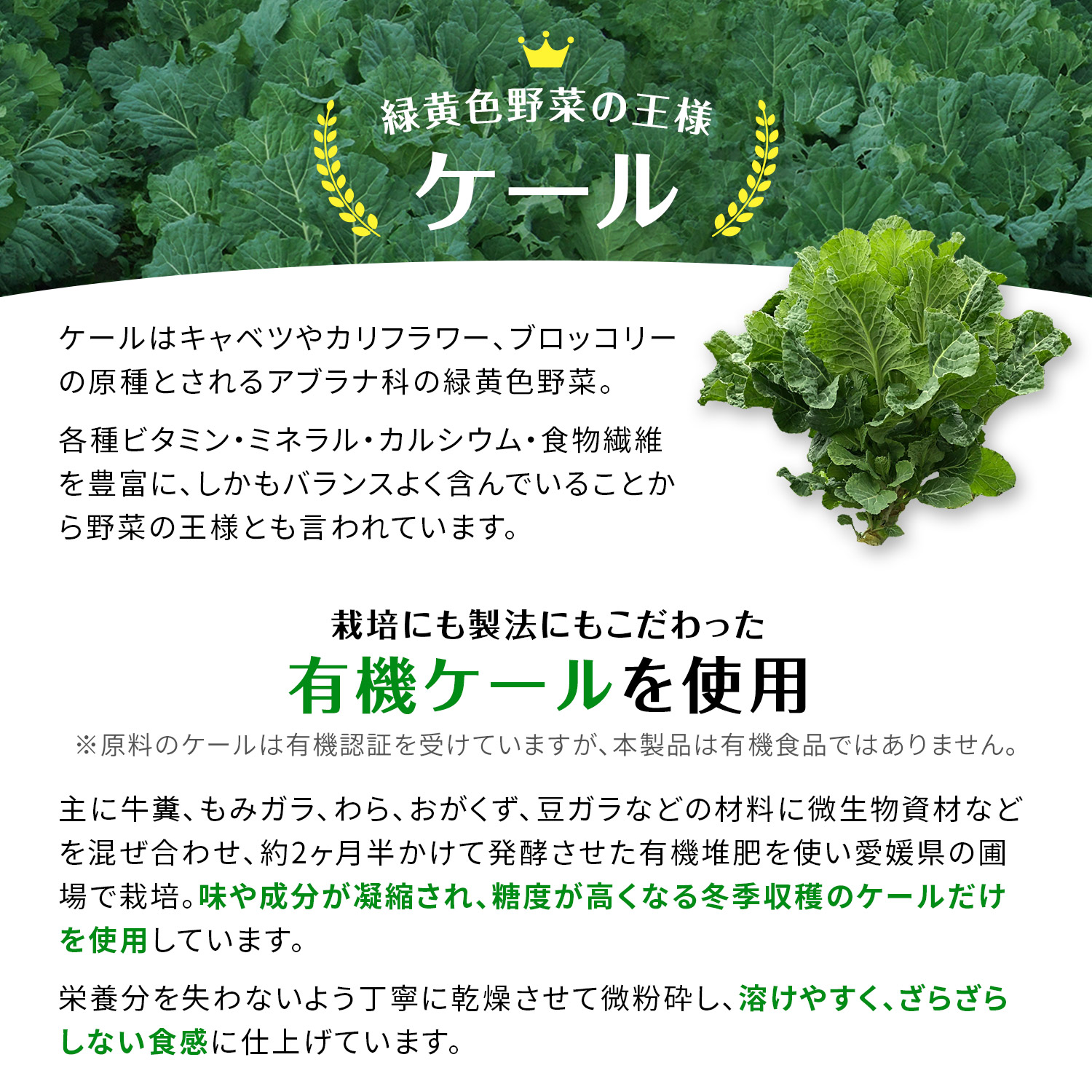 朝のからだ青汁