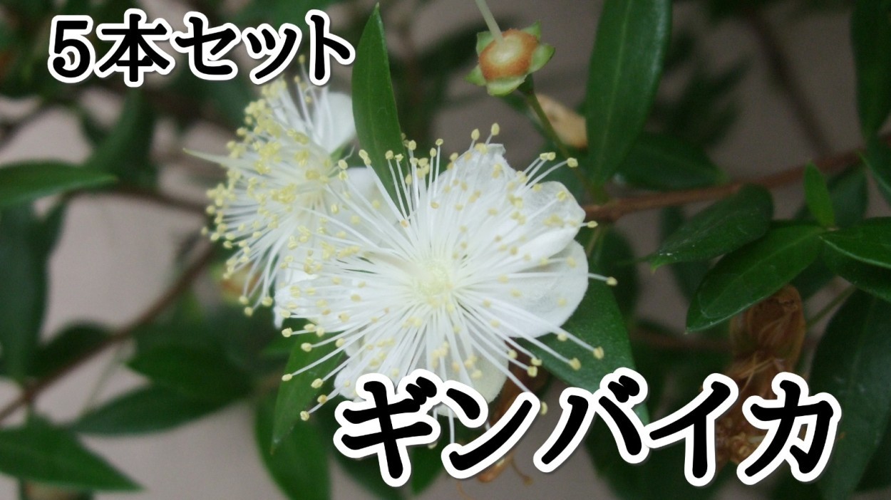 Sora ギンバイカ 生垣低木 Yahoo ショッピング