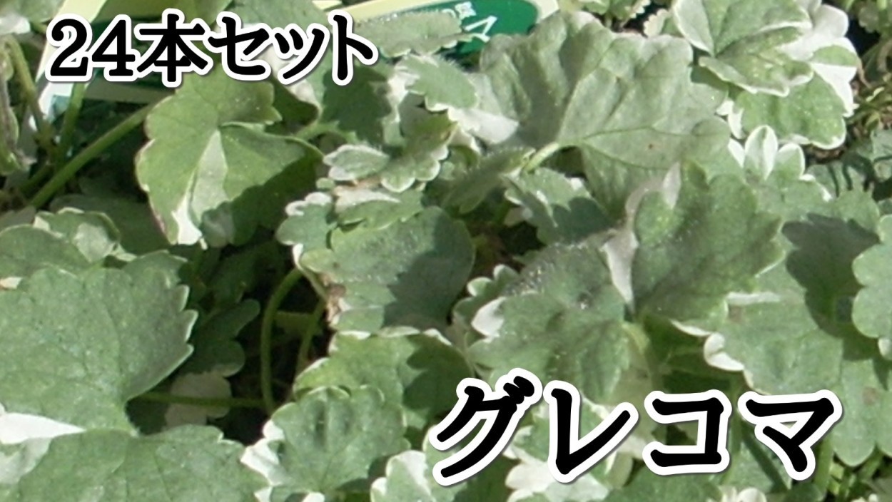 Sora グレコマ グランドカバー Yahoo ショッピング