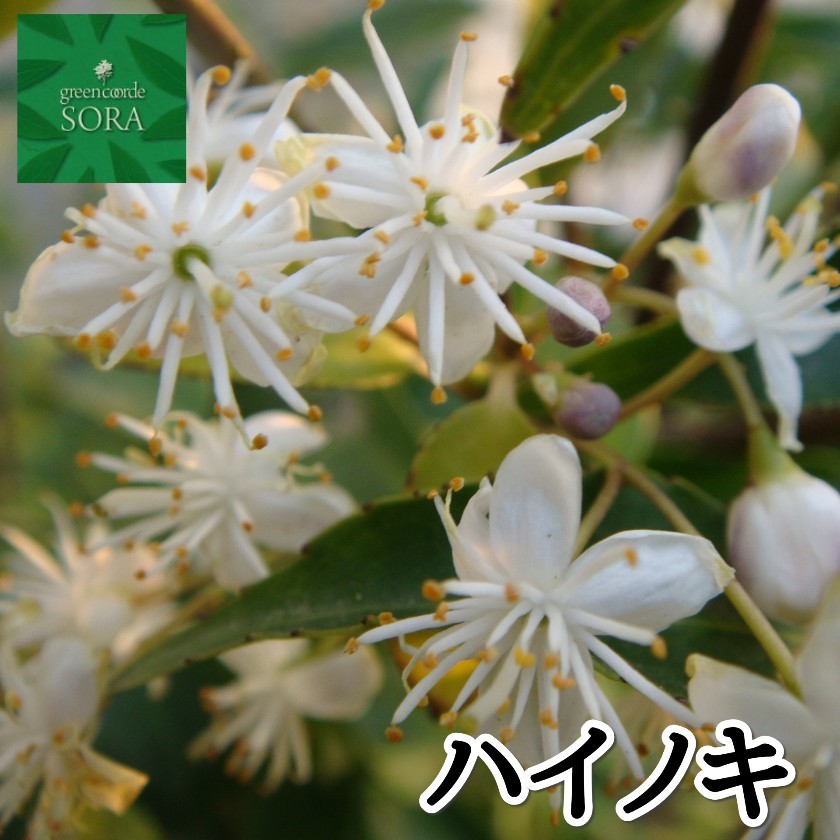 ハナミズキ 桃花 単木 樹高H:1800mm 植木 苗 : dece-065 : SORA - 通販