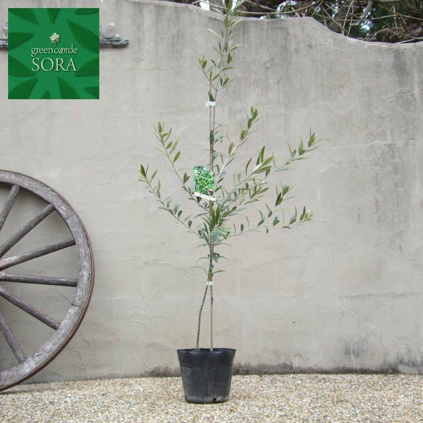 Dece 137 Sora 苗木 植木 ネバディロブランコ Soraのオリーブ オリーブ 常緑樹 樹高h 2500mm 植木 苗