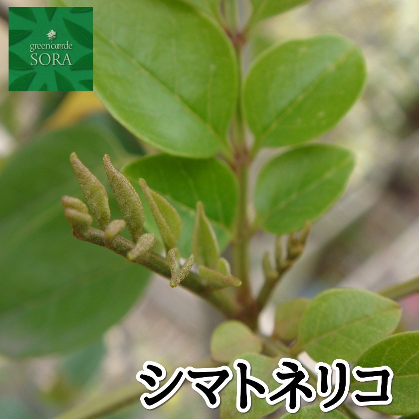 ハナミズキ 桃花 単木 樹高H:1800mm 植木 苗 : dece-065 : SORA - 通販