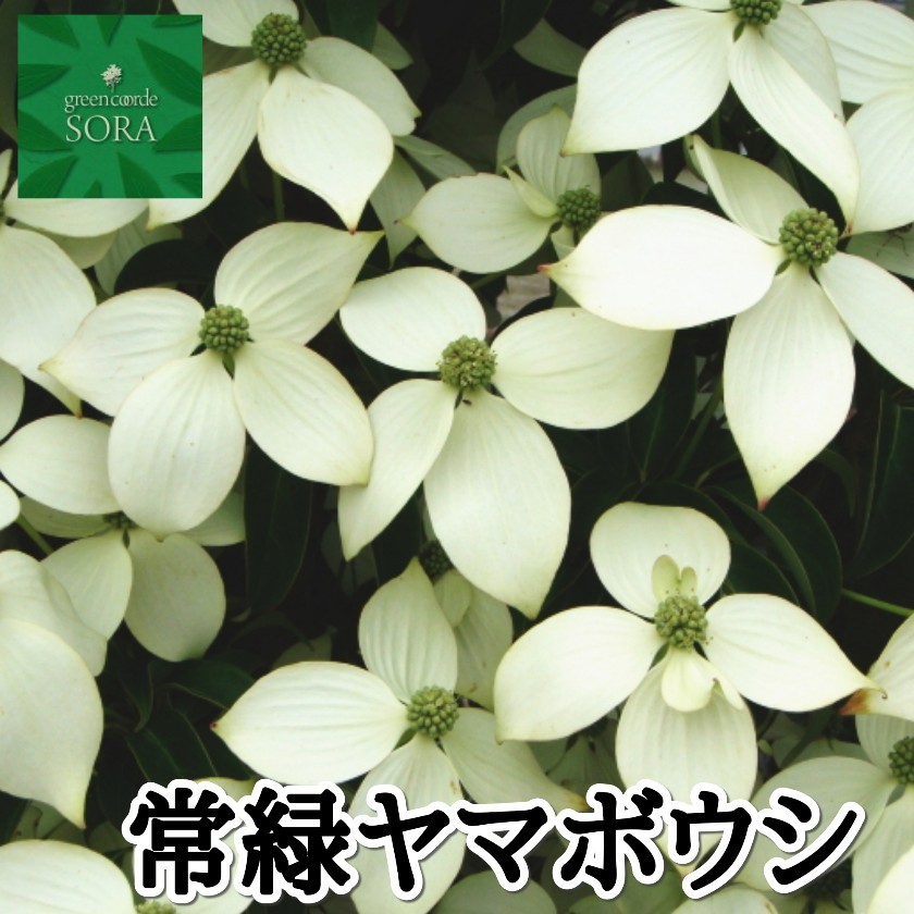 常緑ヤマボウシ 株立 樹高H:2500mm 植木 苗 : augu-484 : SORA - 通販 - Yahoo!ショッピング