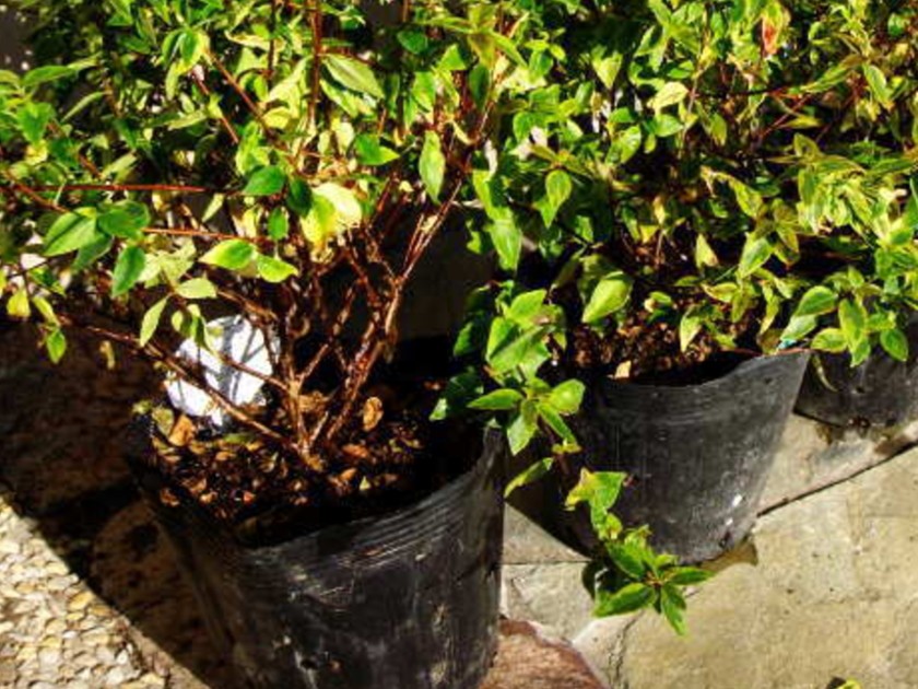 アベリア カレイドスコープ 本 Andwaffles Com