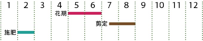 開花カレンダー（ハイノキ）