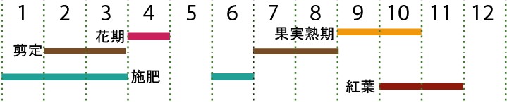 開花カレンダー（カナクギノキ）