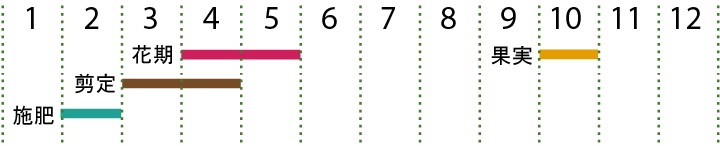 開花カレンダー（クヌギ）