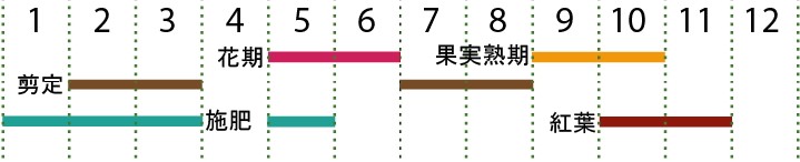 開花カレンダー（サワフタギ）