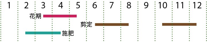 開花カレンダー（アラカシ）