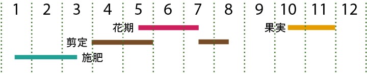 開花カレンダー（ソヨゴ）
