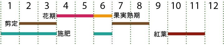 開花カレンダー（チドリノキ）