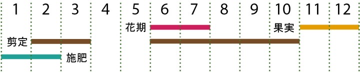 開花カレンダー（ヤブニッケイ）