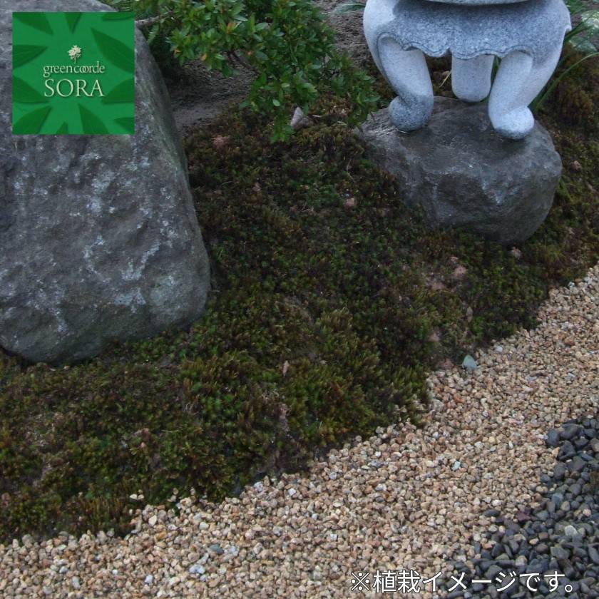 スギゴケ