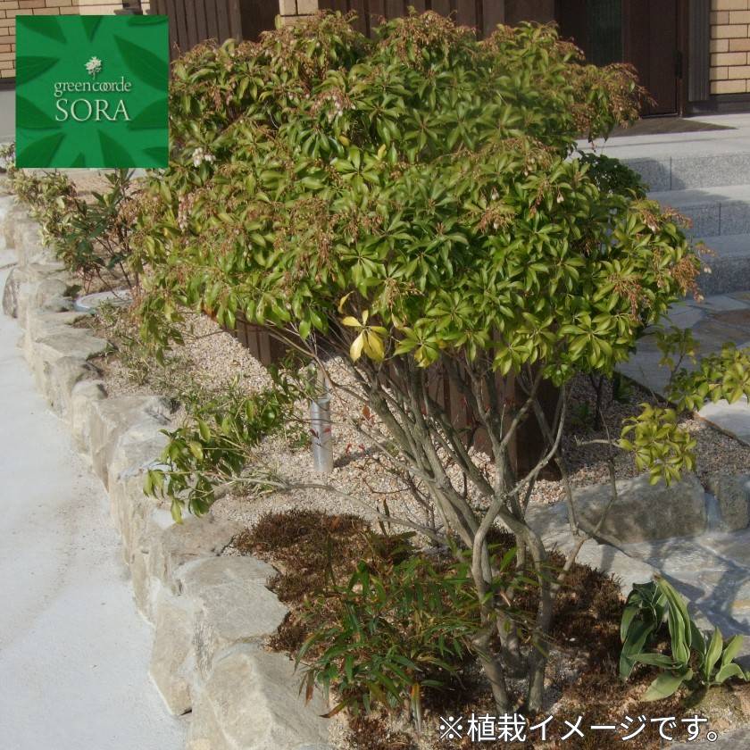 杉ゴケ イメージ