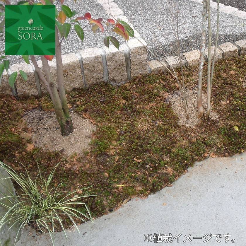 杉ゴケ イメージ