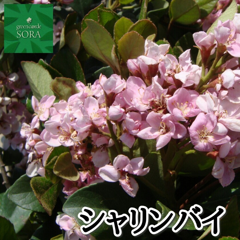シャリンバイ 5本 植木 苗 : SORA - 通販 - Yahoo!ショッピング