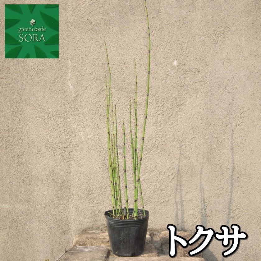 トクサ 1本 植木 苗 : SORA - 通販 - Yahoo!ショッピング