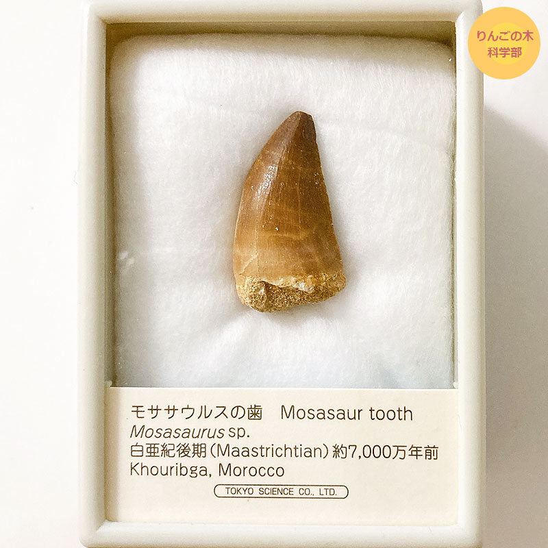 モササウルス 歯-