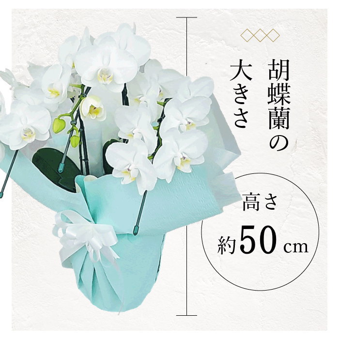 胡蝶蘭の大きさ