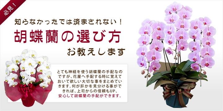 フラワーショップ乃木坂 胡蝶蘭の選び方 Yahoo ショッピング
