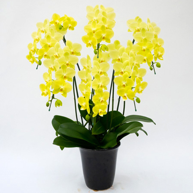 lime-light-6f.jpg