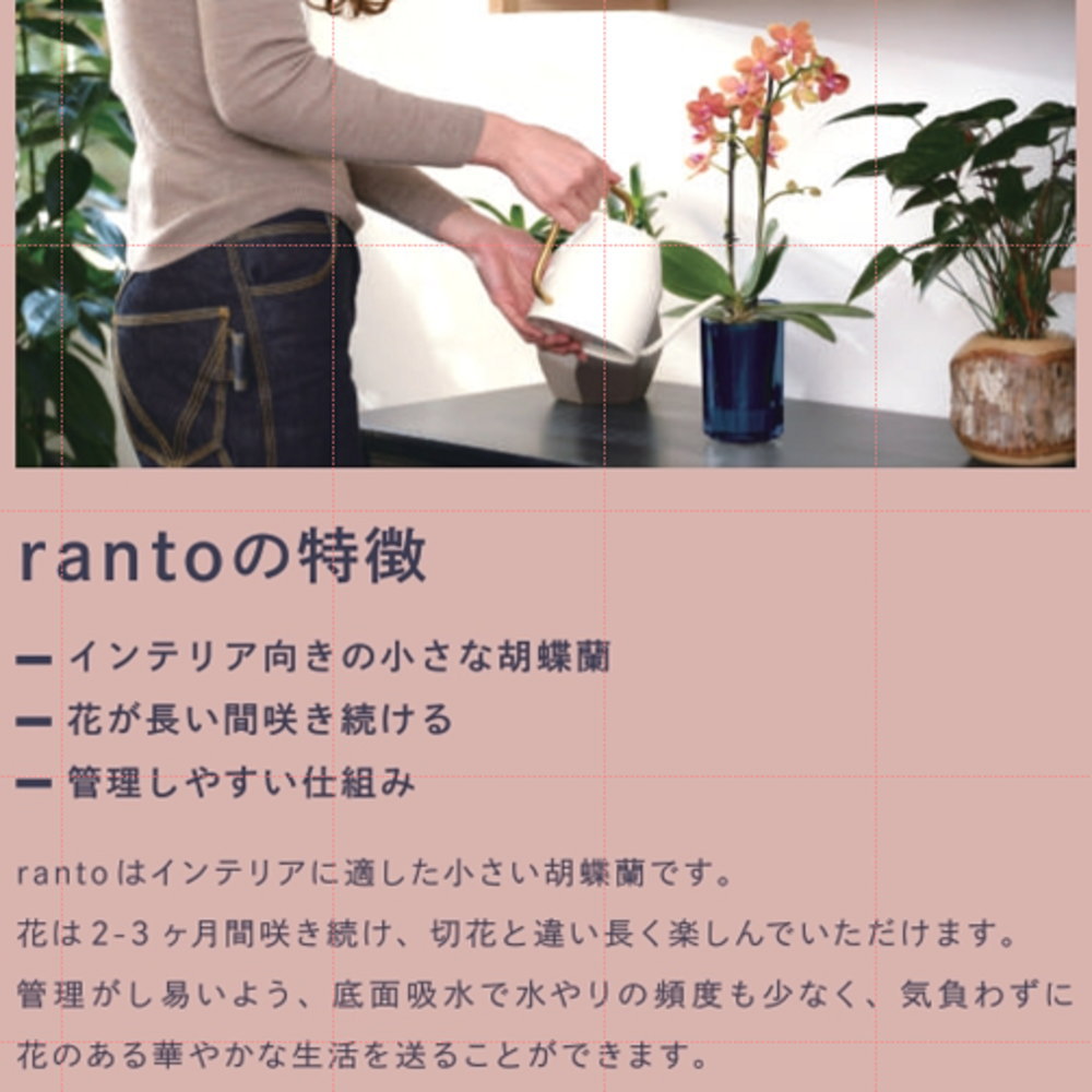 160輪　椎名洋蘭　小輪系胡蝶蘭　シャオユウ インテリアに適した小さな胡蝶蘭 ranto 底面給水 ミディ 椎名洋ラン園