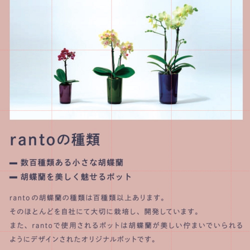 インテリアに適した小さな胡蝶蘭 ranto 底面給水 ミディ 椎名洋ラン園