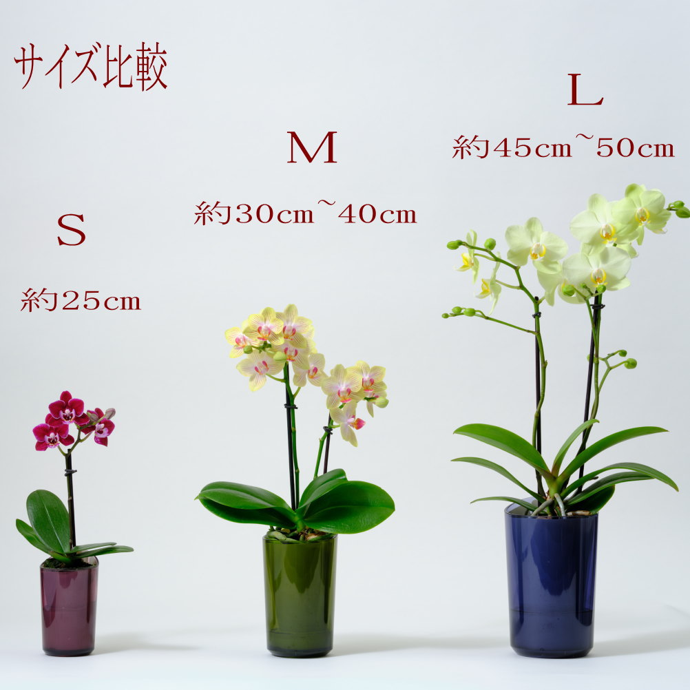s-b-0196-4.jpg