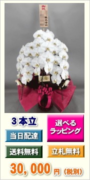 胡蝶蘭　3本立ち　30,000円