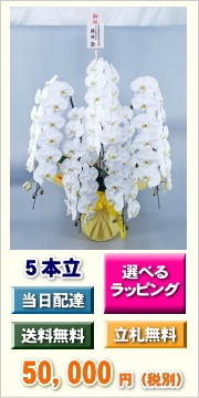 胡蝶蘭　5本立ち　50,000円