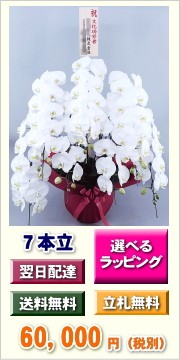 胡蝶蘭　7本立ち　60,000円