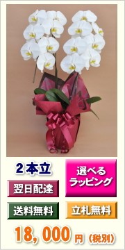 胡蝶蘭　大輪　2本立ち