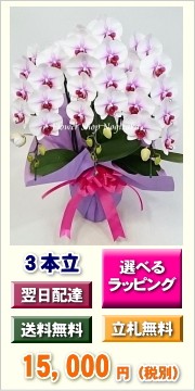 胡蝶蘭　サクラヒメ　3本立ち　ミディ　中大輪