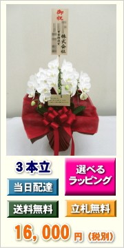 ミディ胡蝶蘭　3本立ち