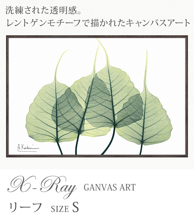 x-ray アートフレーム キャンバスアート 植物 自然 アートパネル
