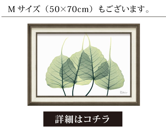 X-RAY CANVAS ART リーフ3 Sサイズ