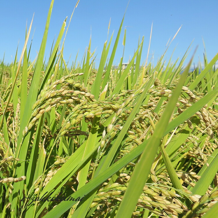 青森の新ブランド米 産地直送 特A 米 10kg 5年産 はれわたり 青森県産