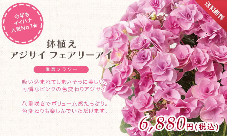 鉢植え「アジサイフェアリーアイ」 