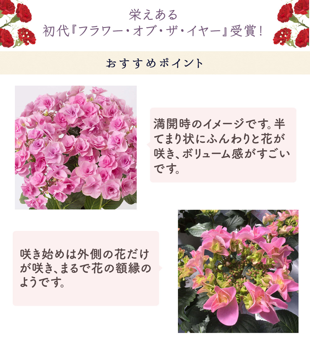 鉢植え「アジサイフェアリーアイ」 