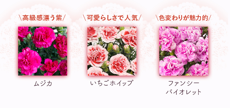 鉢植え花「カーネーションいちごホイップ」