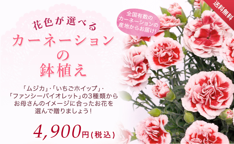 鉢植え花「カーネーションいちごホイップ」