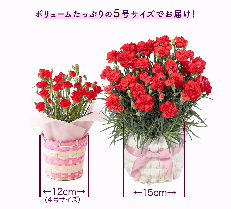 鉢植え花「カーネーションいちごホイップ」