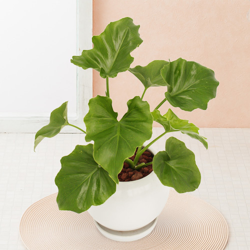 セローム(＋植木鉢)/ドラセナ譲り先決まりました 楽天市場】【 観葉植物 セローム コンパクト 】【鉢が選べる】5号鉢