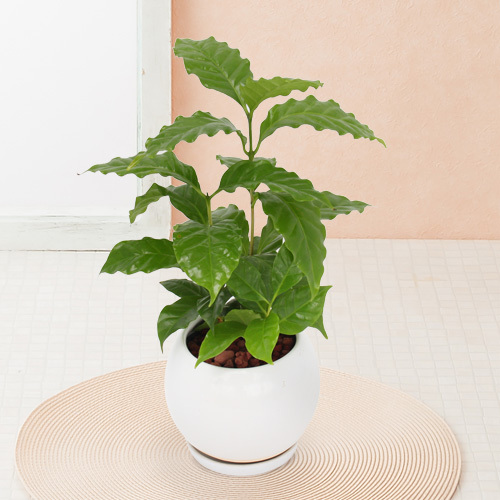 観葉植物 選べる3種類 セローム/コーヒーの木/ドラセナ・コンシンネ